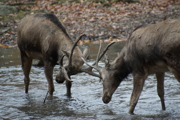 Sparring Bucks
