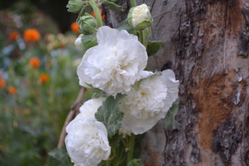 Mallow. Malva. Alcea. Gardening. Home garden. Large, curly flowers. White flowers