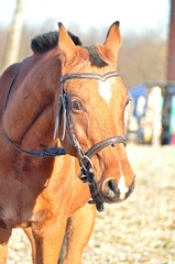 Obraz premium The expressive gaze of an arab red horse
