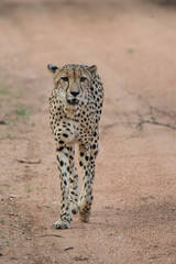 A Male Cheetah