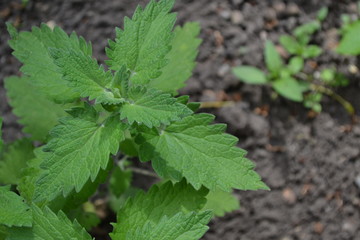 Gardening. Home garden, flower bed. Melissa officinalis. Perennial essential oil herb. Green