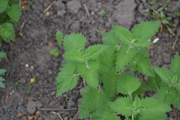 Green leaves. Nice smell. Tea. Gardening. Home garden, flower bed. House, field, farm, village. Melissa officinalis. Perennial essential oil herb