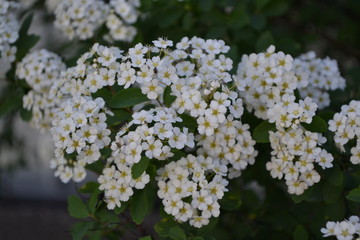 Gardening. Home garden, flower bed. House, field, farm, village. Green leaves, bushes. Spirea Wangutta. Spiraea vanhouttei, ornamental shrub of the Rosaceae family. White flowers