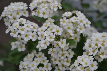 Spiraea vanhouttei, ornamental shrub of the Rosaceae family. Gardening. Home. Green leaves, bushes. Spirea Wangutta. White flowers
