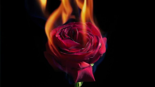 Red Rose Ignites And Burns In Fire