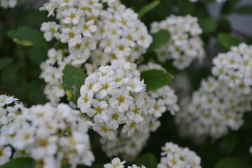 Spiraea vanhouttei, ornamental shrub of the Rosaceae family. Gardening. Home garden, flower bed. House, field. Green leaves, bushes. Spirea Wangutta. White flowers