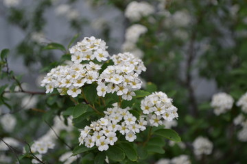 Spiraea vanhouttei, ornamental shrub of the Rosaceae family. Gardening. Home garden, flower bed. House, field, farm, village. Green leaves, bushes. Spirea Wangutta. White flowers