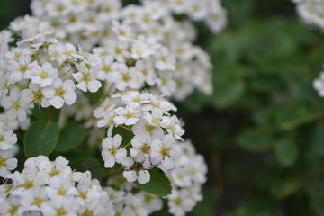 Spiraea vanhouttei, ornamental shrub of the Rosaceae family. Gardening. Spirea Wangutta. White flowers