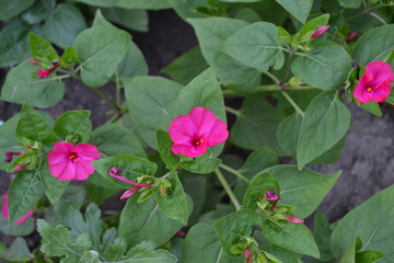Fototapeta premium Gardening. Home garden, flower bed. Green leaves, bushes. Night beauty. Mirabilis jalapa, Perennial herb. Pink flowers