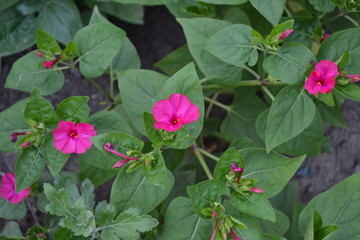 Gardening. Home garden, flower bed. House, field, farm. Green leaves, bushes. Night beauty. Mirabilis jalapa, Perennial herb. Pink flowers