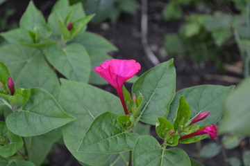 Gardening. Home garden, flower bed. House. Green leaves, bushes. Night beauty. Mirabilis jalapa, Perennial herb. Pink flowers