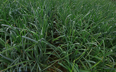 leek field