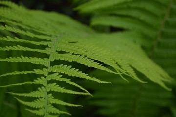 Fern. Polypodiophyta. Fern Leaf - Frond. Gardening. Home garden, flower bed. House, field, farm, village. Green leaves, bushes. Decoration flower beds, beautiful curls