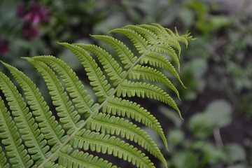 Fern. Polypodiophyta. Fern Leaf - Frond. Gardening. Home garden, bed. Green leaves, bushes. Decoration flower beds, beautiful curls