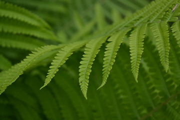 Fern. Polypodiophyta. Fern Leaf - Frond. Gardening. Home garden, flower bed. House, field, farm. Green leaves, bushes. Decoration flower beds, beautiful curls