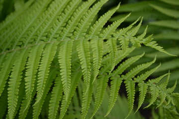 Fern. Polypodiophyta. Fern Leaf - Frond. Gardening. Home. Green leaves, bushes. Decoration flower beds, beautiful curls