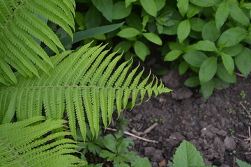 Fern. Polypodiophyta. Gardening. Green leaves, bushes. Decoration flower beds, beautiful curls. Fern Leaf - Frond