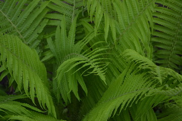 Fern. Polypodiophyta. Gardening. Green. Decoration flower beds, beautiful curls. Fern Leaf - Frond