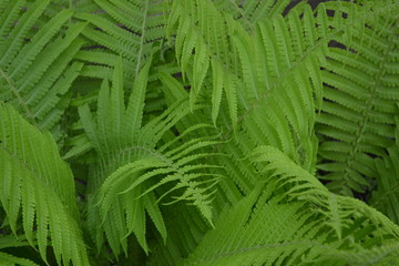 Fern. Polypodiophyta. Gardening. Home garden, flower bed. House, field, farm. Green leaves, bushes. Decoration flower beds, beautiful curls. Fern Leaf - Frond