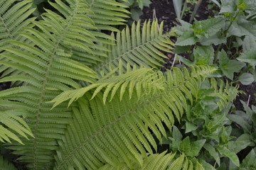 Fototapeta premium Gardening. Green leaves. Decoration flower beds, beautiful curls. Fern. Polypodiophyta. Fern Leaf - Frond