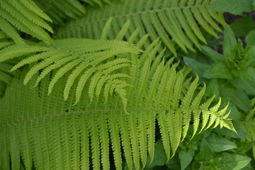 Home garden, flower bed. Green leaves. Decoration flower beds, beautiful curls. Gardening. Fern. Polypodiophyta. Fern Leaf - Frond