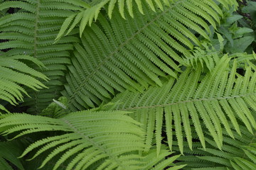 Home garden, flower bed. House, field, farm. Gardening. Green leaves, bushes. Decoration flower beds, beautiful curls. Fern. Polypodiophyta. Fern Leaf - Frond