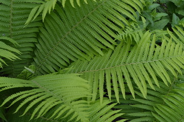 Home garden, flower bed. House, field. Gardening. Green leaves, bushes. Decoration flower beds, beautiful curls. Fern. Polypodiophyta. Fern Leaf - Frond