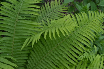 Home garden. Gardening. Green leaves. Decoration flower beds, beautiful. Fern. Polypodiophyta. Fern Leaf - Frond