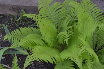 Home. Green leaves. Decoration. Gardening. Fern. Polypodiophyta. Fern Leaf - Frond