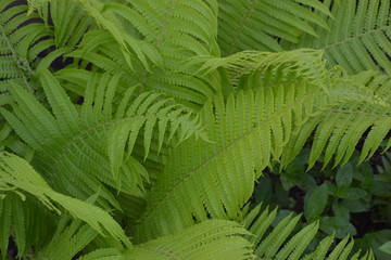 House, field, farm, village. Gardening. Fern. Polypodiophyta. Fern Leaf - Frond