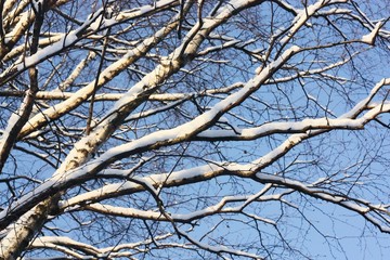 Beautiful winter landscape of snow and trees
