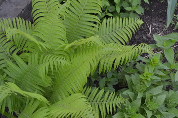 House, field, farm, village. Green. Gardening. Fern. Polypodiophyta. Fern Leaf - Frond