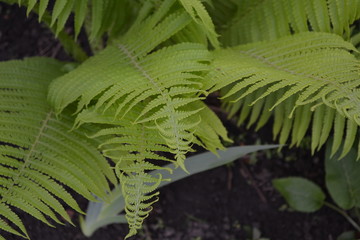 House, field. Gardening. Fern. Polypodiophyta. Fern Leaf - Frond