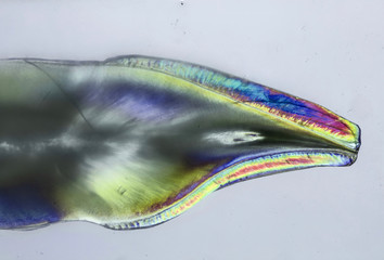 Tooth slice macro