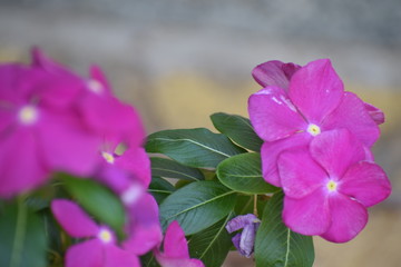  flowers in the garden