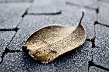 autumn leaf