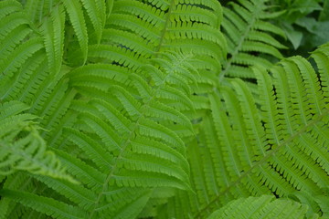 Polypodiophyta. Fern Leaf - Frond. Gardening. Green. Decoration flower beds, beautiful curls. Fern