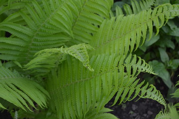 Polypodiophyta. Fern Leaf - Frond. Gardening. Green. Decoration flower beds. Fern