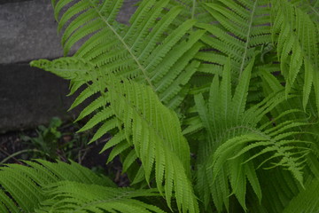 Fern. Polypodiophyta. Gardening. Decoration flower beds, beautiful curls. Fern Leaf - Frond