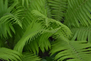 Fern. Polypodiophyta. Gardening. Green leaves. Decoration flower beds, beautiful curls. Fern Leaf - Frond