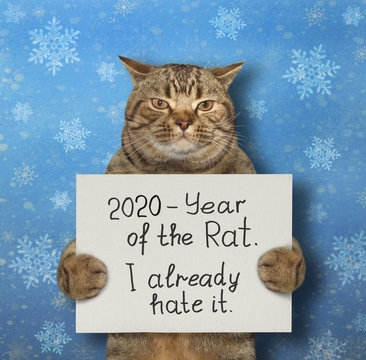 The beige cat is holding a sign that says 2020 - year of the rat and I already hate it. Snow blue background. Isolated.
