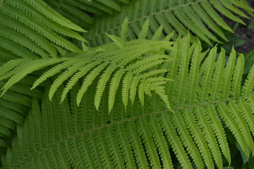 Fern. Polypodiophyta. Decoration. Fern Leaf - Frond