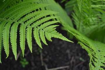 Fern. Polypodiophyta. Fern Leaf - Frond. Gardening. Green leaves. Decoration flower beds, beautiful curls