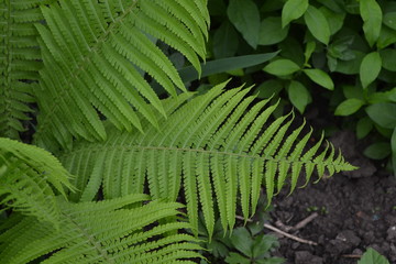 Fern. Polypodiophyta. Gardening. Home. Green leaves, bushes. Decoration flower beds, beautiful curls. Fern Leaf - Frond