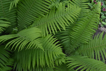 Home garden, flower bed. Gardening. Green leaves, bushes. Decoration flower beds, beautiful curls. Fern. Polypodiophyta. Fern Leaf - Frond