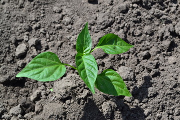 Gardening. Home garden, flower bed. House, field, farm. Green leaves, bushes. Pepper Caps. Capsicum annuum. Agricultural vegetables. Annual herbaceous plant. Young shoots