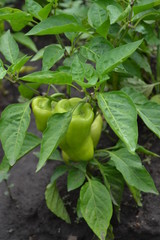 Gardening. Home garden, flower bed. House, field. Green leaves, bushes. Pepper Caps. Capsicum annuum. Agricultural vegetables. Annual herbaceous plant. Green fruits