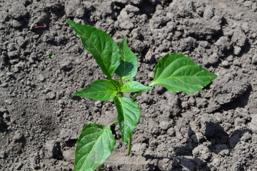 Gardening. Home garden, flower bed. House, field. Green leaves, bushes. Pepper Caps. Capsicum annuum. Agricultural vegetables. Annual herbaceous plant. Young shoots
