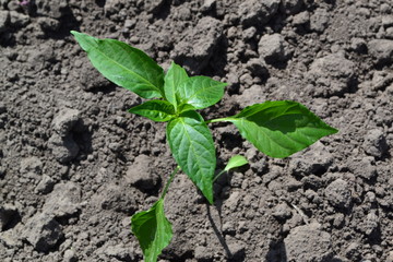 Gardening. Home garden, flower bed. Green leaves, bushes. Pepper Caps. Capsicum annuum. Agricultural vegetables. Annual herbaceous plant. Young shoots