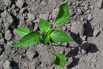 Gardening. Home garden, flower bed. House, field, farm, village. Green leaves, bushes. Pepper Caps. Capsicum annuum. Agricultural vegetables. Annual herbaceous plant. Young shoots